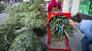 Vianočné stromčeky sa dajú kúpiť aj za pár eur, nelegálny výrub môže naopak vyjsť draho
