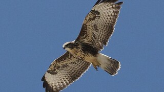 V Rozhanovciach budú liečiť vzácnych operencov, môžu ich prichýliť desiatky