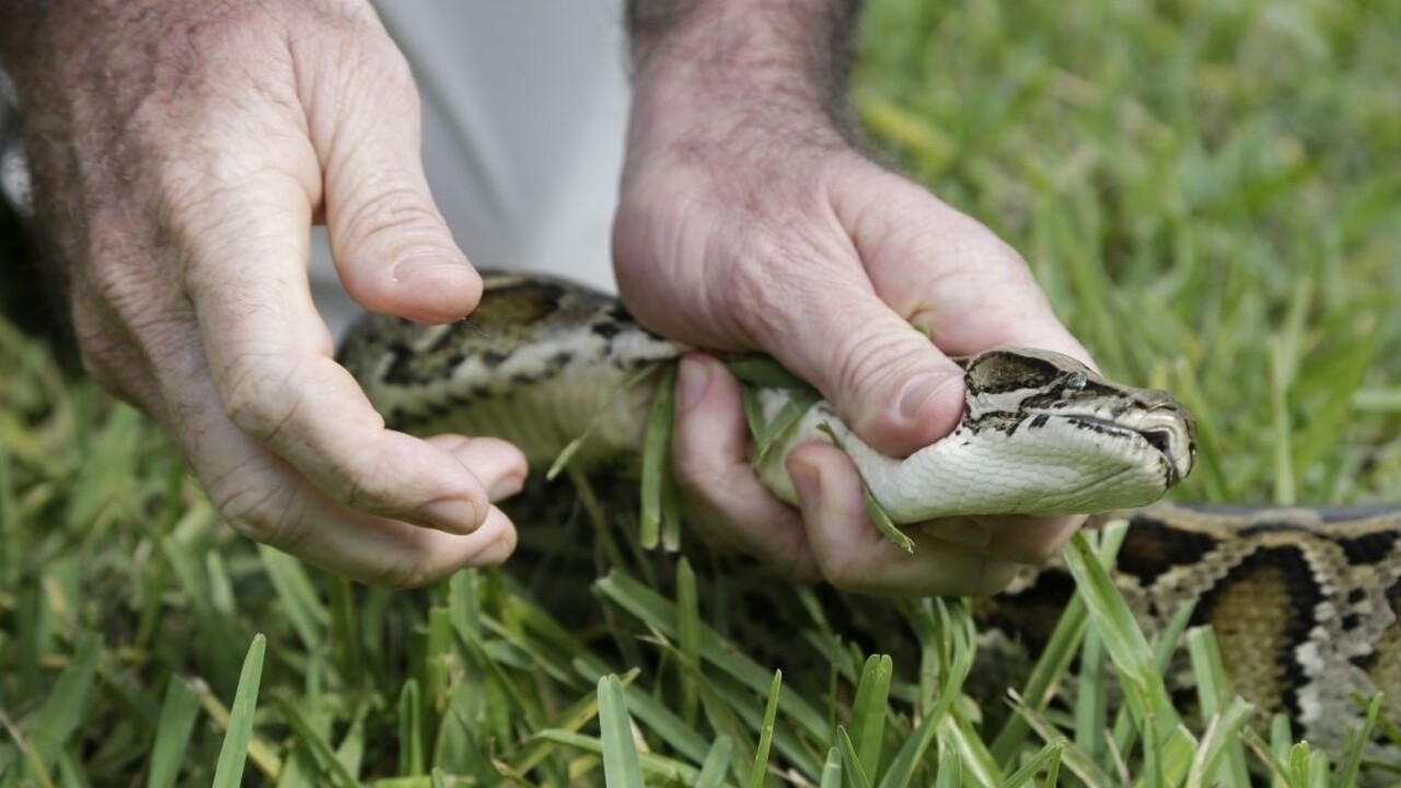 Zlodej si ukryl do nohavíc polmetrového pytóna
