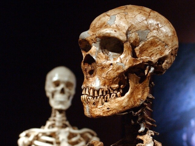 Neandertálci a ľudia spolunažívali vyše tisíc rokov. Kopírovali od seba nástroje aj šperky