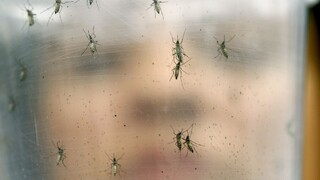 Na americkom kontinente sa šíri nebezpečný vírus Zika