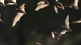 Ochranári zisťujú počet netopierov, fyzicky ich počítajú v jaskyniach