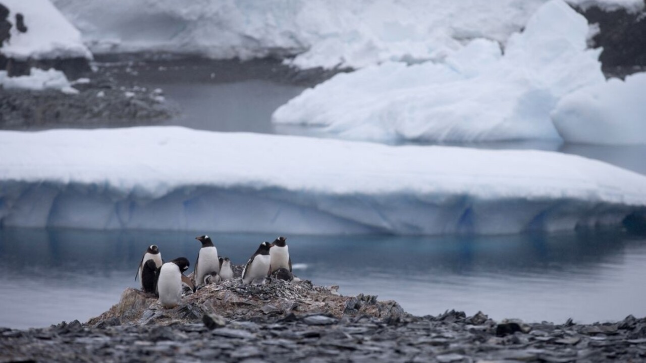 Ľadovec takmer spôsobil genocídu populácie tučniakov, zahynulo ich 150-tisíc