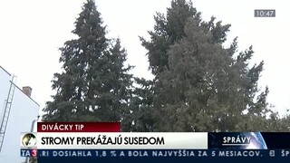 V Prešove riešia susedský spor, žena odmieta vyrúbať stromy