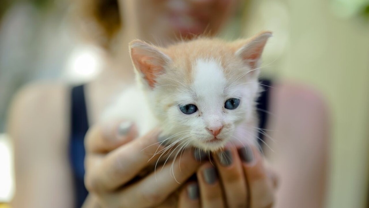 Tyrani zvierat končia vo väzení iba výnimočne. Za šesť rokov, šesť ľudí