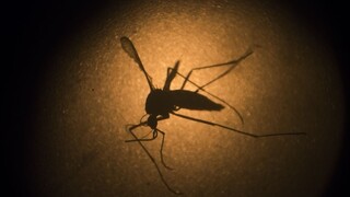 Vírus zika je na Slovensku. Podozrenie u mladej pacientky sa potvrdilo