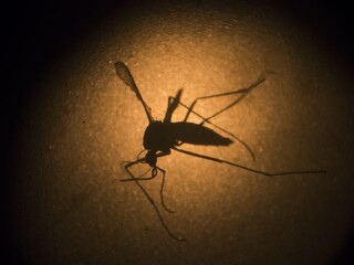 Vírus zika je na Slovensku. Podozrenie u mladej pacientky sa potvrdilo