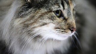 Neznámy páchateľ zastrelil v Turci líšku a mačku, prípad riešia úrady