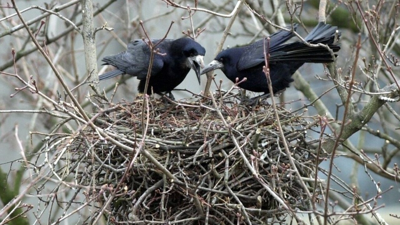 V bratislavskom lese sa zlietavajú desaťtisíce havranov
