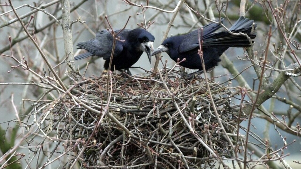 Havran havrany vták vtáctvo hniezdo ilu 1140px (TASR/S.Písecký)