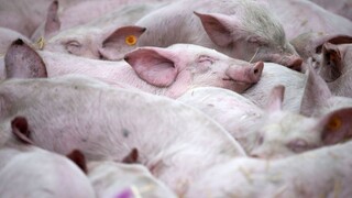 Koniec doby klietkovej? EK má o chove zvierat rozhodnúť do konca mesiaca