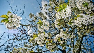 Astronomická jar prichádza, každým rokom sa začína skôr