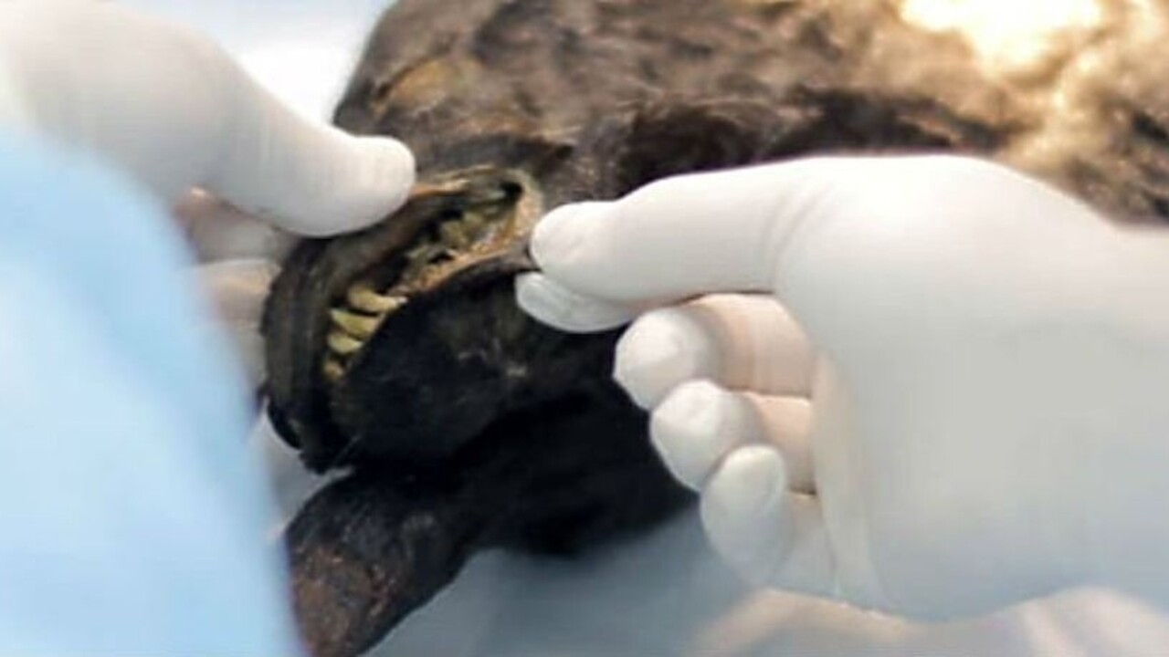 Sibír odkryla ďalší unikát, 12-tisícročné šteňa vo výbornom stave