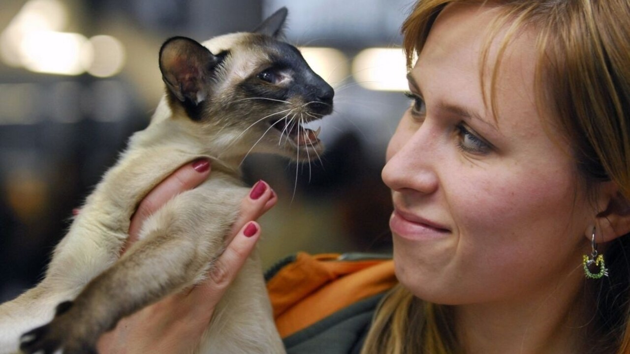 Majitelia nedopatrením poslali poštou mačku, prežila osem dní