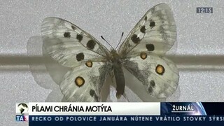Motorovými pílami chránia vzácny druh motýľa v národnom parku