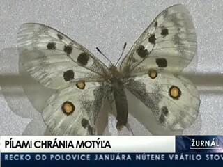 Motorovými pílami chránia vzácny druh motýľa v národnom parku