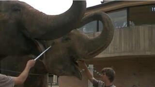 Pražská zoo oslavuje 85. narodeniny, veľkým magnetom sú najmä slony
