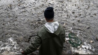 Tatry prišli o vzácnu rybu, ekológovia boj prehrali