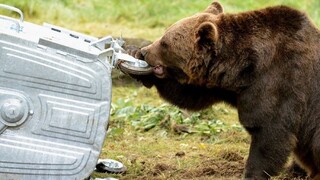V Tatrách vyhlásili mimoriadnu situáciu, medvede sa dobýjajú do obydlí