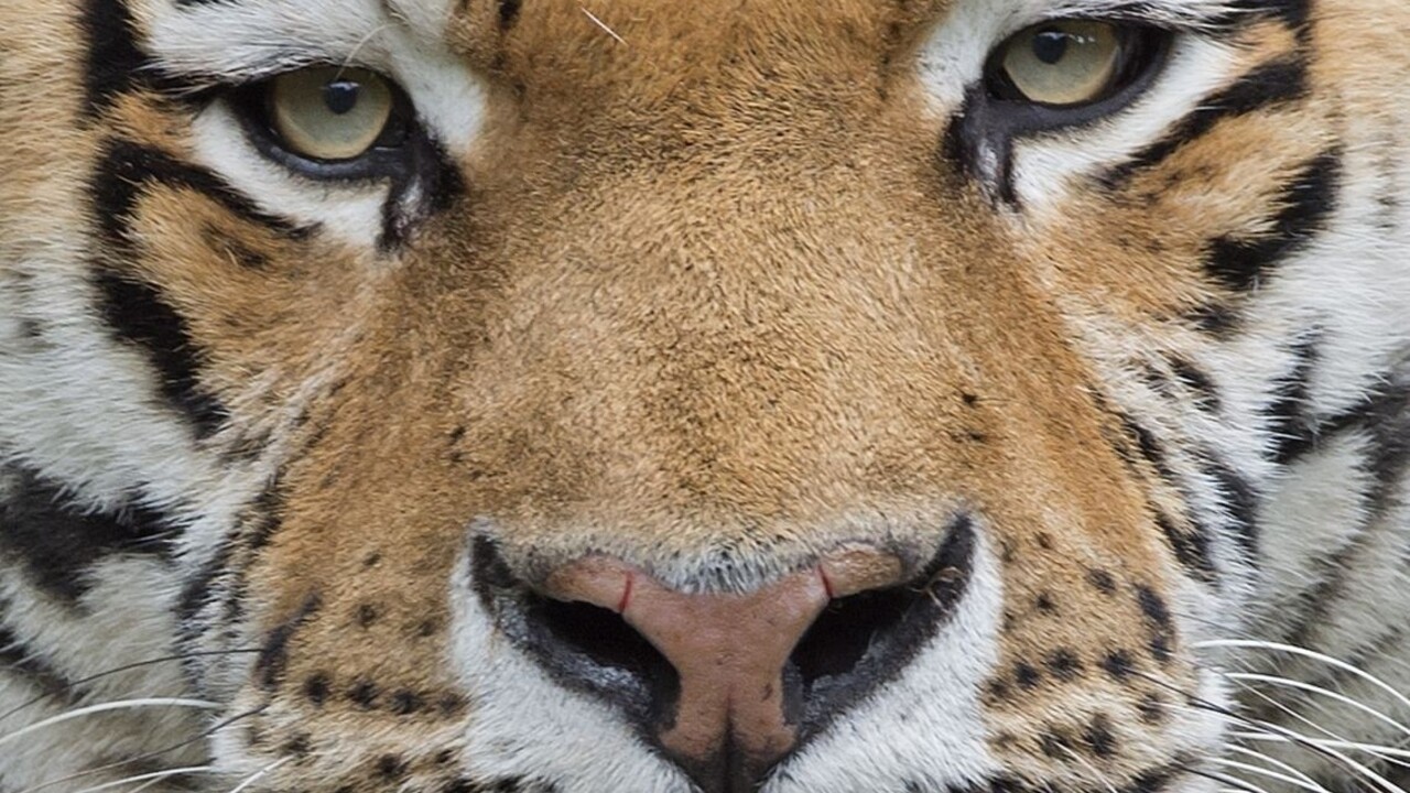 Ochranári majú dôvod na radosť. Populácia voľne žijúcich tigrov sa zväčšila