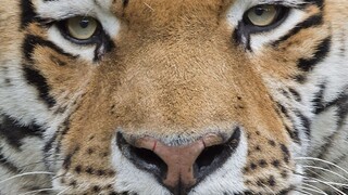 Ochranári majú dôvod na radosť. Populácia voľne žijúcich tigrov sa zväčšila