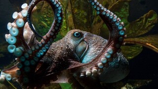 Chobotnica ušla z akvária do oceánu, zostal po nej len sliz