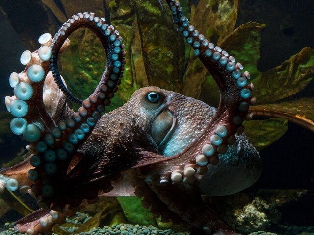 Chobotnica ušla z akvária do oceánu, zostal po nej len sliz