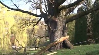 Vzácny 400-ročný dub je v Kremnici unikátom, jeho dni sú už zrejme zrátané