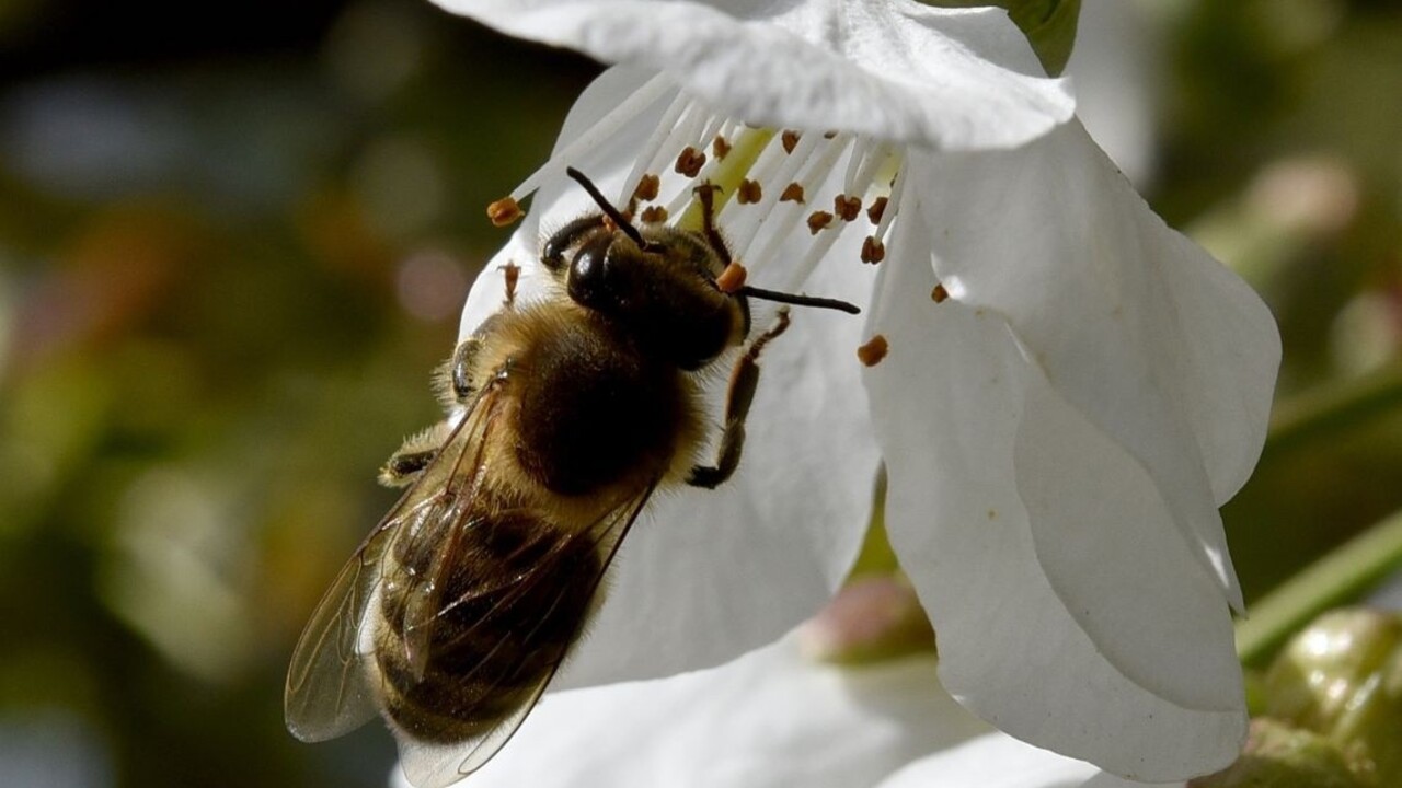 Jar včela včely med peľ kvet kvety ilu 1140px (SITA/AP)