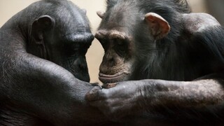 V bratislavskej zoo uhynul Kongo, najstarší československý šimpanz