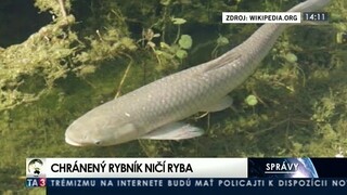 Z chráneného areálu zmizli vzácne rastliny, príčinou má byť ryba