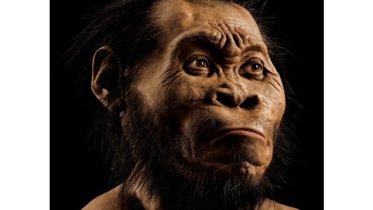 human_ancestor-72269ac95be64d68913abf45959d3276.JPEG