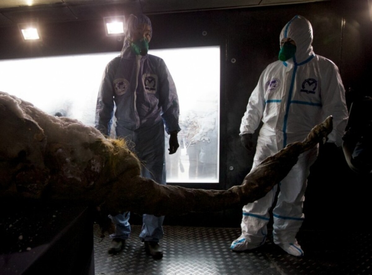 russia_baby_mammoth-3c80a980792c4546b833b66f4965940a.JPEG