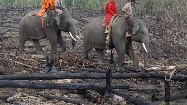 aptopix-indonesia-elephant-patrols-cd13a1b96d9745e8b44e1846a90084b8_0a000002-6be1-30ba.jpeg