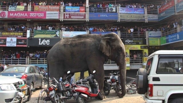 india-rampaging-elephant-d85bae0613504717852448ce92c0f2dd_0a000002-b331-2ec5.jpg