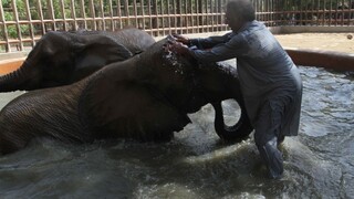 Slonom v Kambodži skrátia pracovnú dobu, zvieratá umierajú od vyčerpania