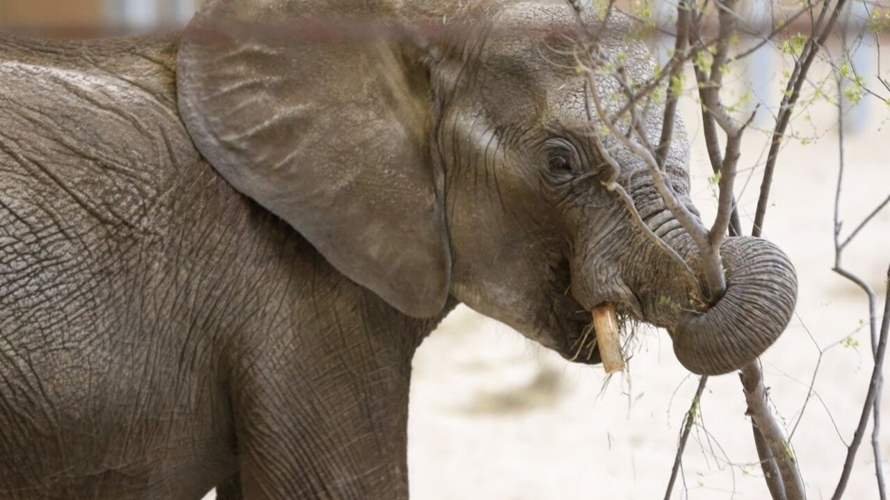 Africkým slonom hrozí vyhynutie. Ročne ich zabijú viac, ako sa narodí