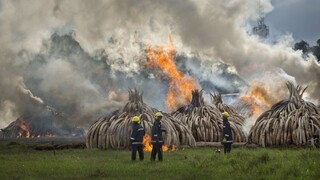 Fotogaléria: Keňania bojujú s pytliactvom. Spálili rekordné množstvo slonoviny