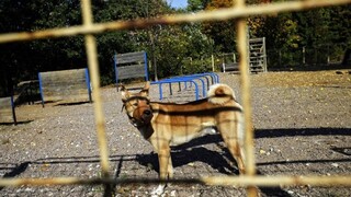 V osadách pod Tatrami pribúdajú psie svorky, aktivisti bijú na poplach