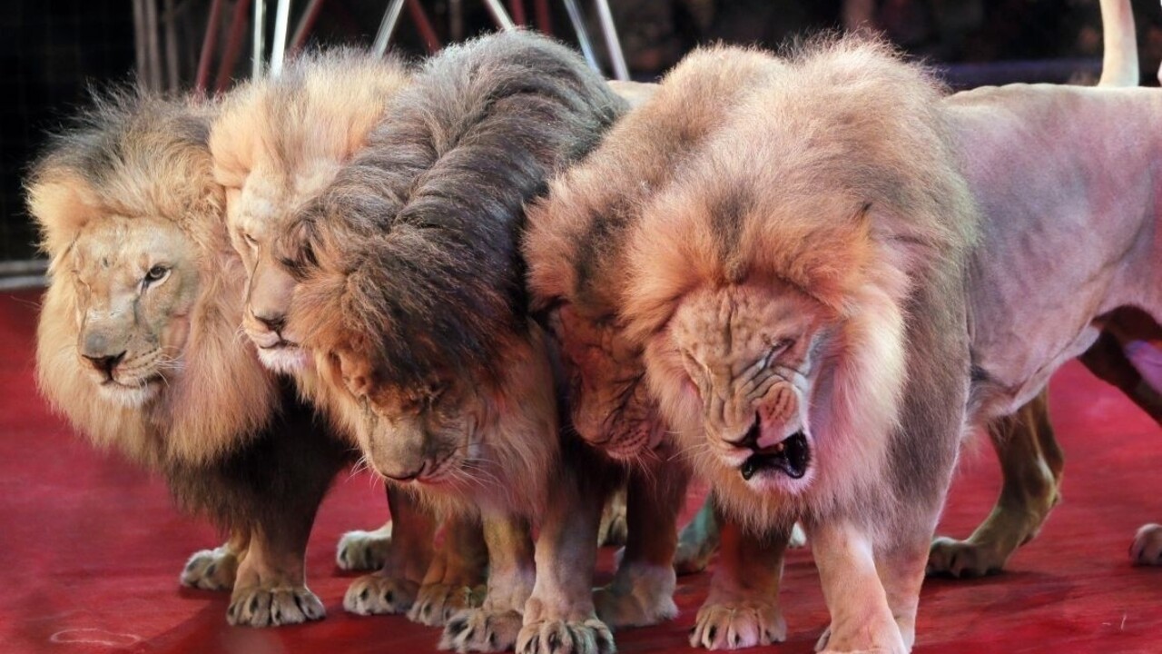 Vzali ich z divočiny a život prežili v pekle, cirkusové levy dostali druhú šancu