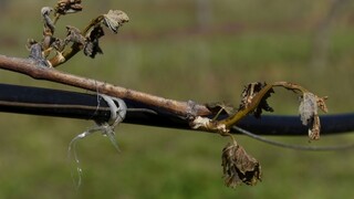 Mrazy zničili úrodu jahôd i viniča, ovocinári rátajú škody