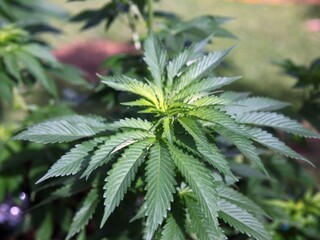 MARIHUANA 1140px (SITA/AP)