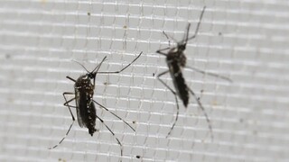 Vedci vyvinuli špeciálneho komára, bude bojovať proti zike