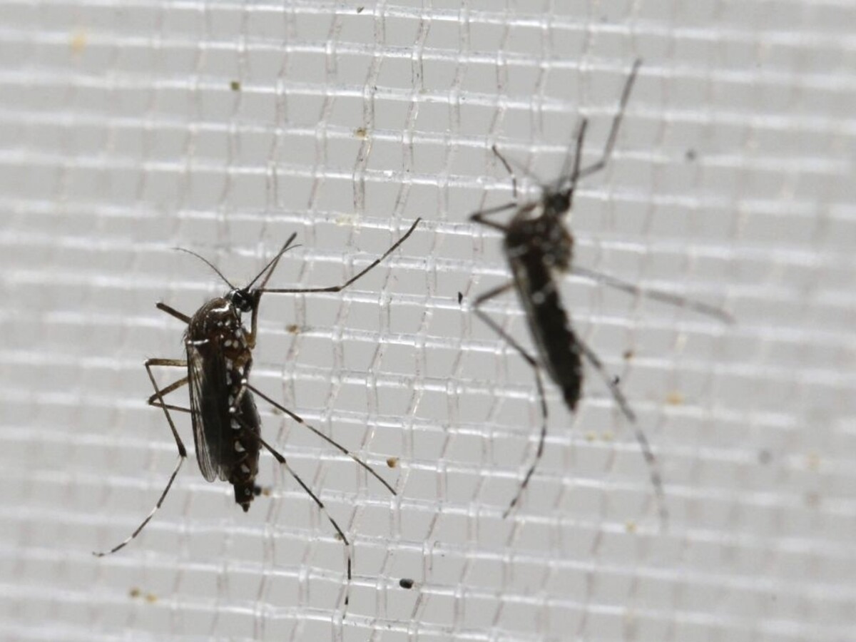 Vedci vyvinuli špeciálneho komára, bude bojovať proti zike