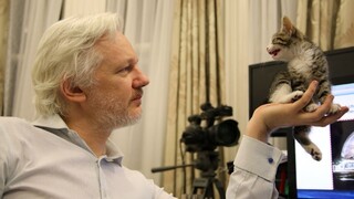 Assange už nie je sám, na ambasádu mu poslali mačiatko