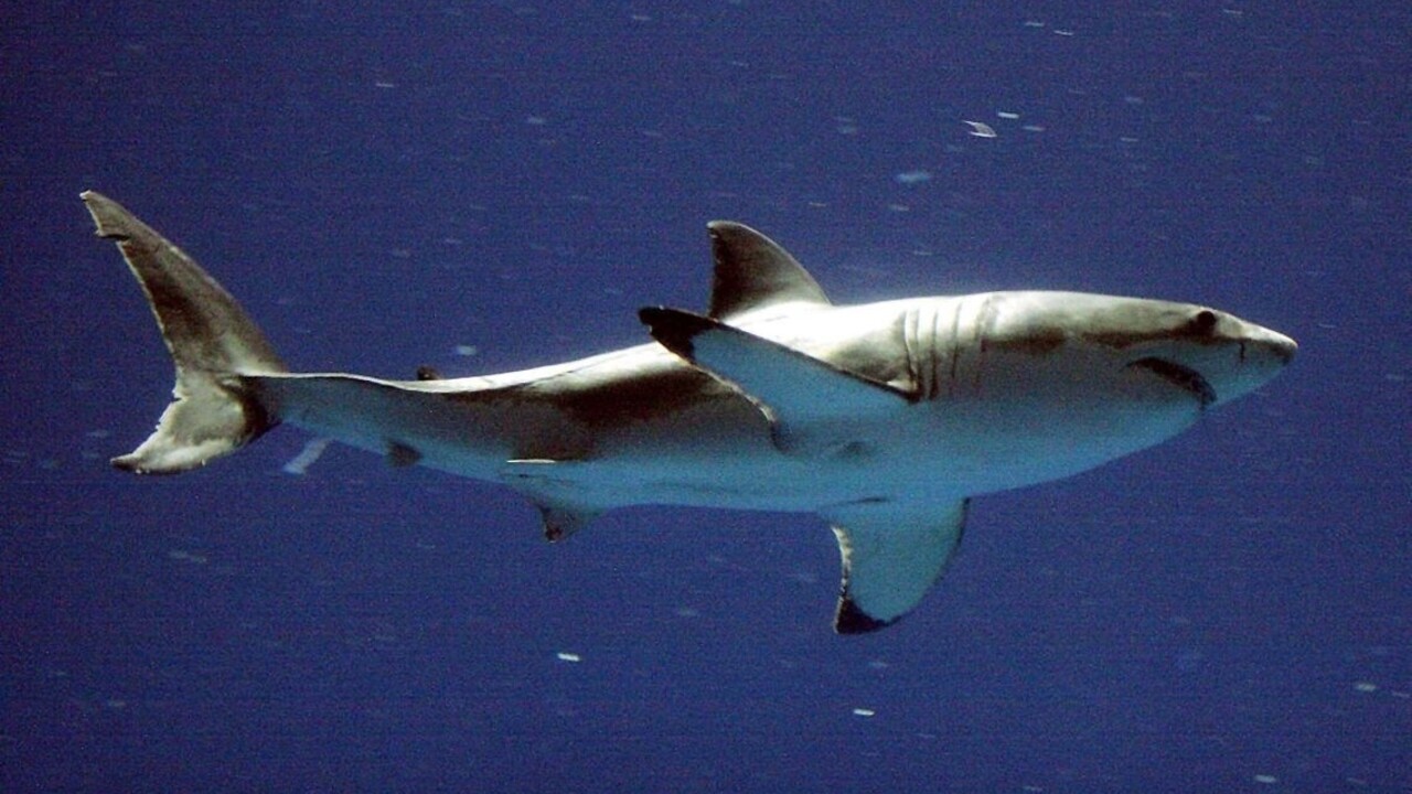Rozruch na španielskom ostrove, dovolenkový raj ohrozoval žralok