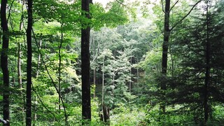 stromy les ilu 1140 px (TASR/Zdeněk Urban)