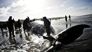 Na mexickej pláži zahynulo množstvo dezorientovaných vorvaňov