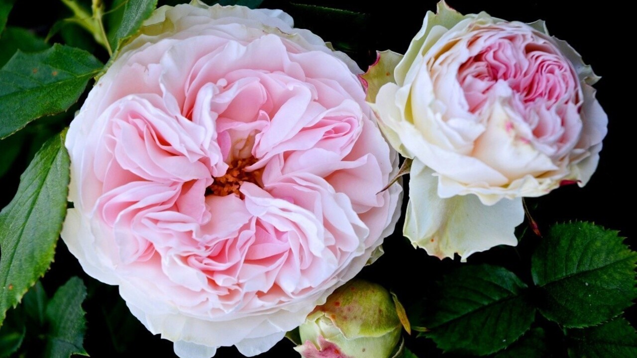 Vojna nemá len ľudské obete, likviduje aj damaské ruže