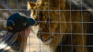 Muž v čilskej zoo vbehol nahý do výbehu s levmi, zvieratá museli zastreliť